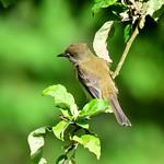 Ивовый мухолов / Empidonax traillii