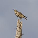 Turdus simensis