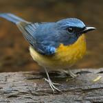Hill Blue Flycatcher / Cyornis whitei