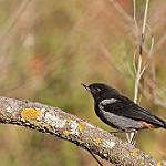 Grey-bellied Flowerpiercer / Diglossa carbonaria