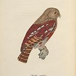 Javan Owlet / Glaucidium castanopterum