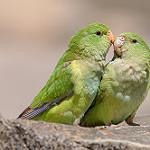 Mountain Parakeet / Psilopsiagon aurifrons