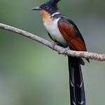 Chestnut-winged Cuckoo / Clamator coromandus