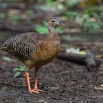 Красноногий скрытохвост / Crypturellus erythropus