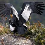 Андский кондор / Vultur gryphus