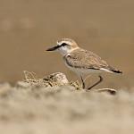 Белолобый зуёк / Anarhynchus marginatus