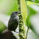 Чокский тапакуло / Scytalopus chocoensis