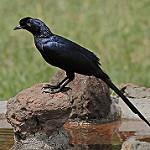 Bristle-crowned Starling / Onychognathus salvadorii