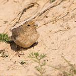 Уйгурская чечевица / Carpodacus stoliczkae
