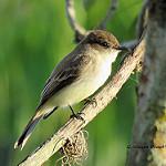 Eastern Phoebe / Sayornis phoebe
