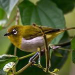 Ланкийская белоглазка / Zosterops ceylonensis