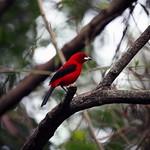 Brazilian Tanager / Ramphocelus bresilia