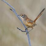 Sandhill Grasswren / Amytornis oweni