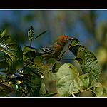 Большеклювый эсперито / Herpsilochmus longirostris