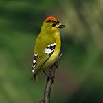 Kinglet Calyptura / Calyptura cristata