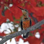 Tumbes Hummingbird / Thaumasius baeri