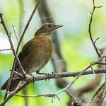 Varzea Thrush / Turdus sanchezorum