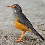 Bare-eyed Thrush / Turdus tephronotus