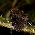 Bare-shanked Screech Owl / Megascops clarkii
