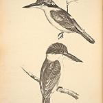 Torresian Kingfisher / Todiramphus sordidus