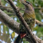 Red-vented Barbet / Psilopogon lagrandieri