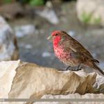 Red-fronted Rosefinch / Carpodacus puniceus