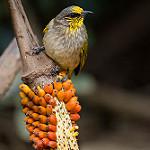 Stripe-throated Bulbul / Pycnonotus finlaysoni