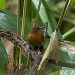 Slate-colored Antbird / Myrmelastes schistaceus