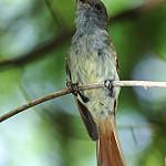 Rufous-tailed Flycatcher / Myiarchus validus
