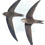 Cape Verde Swift / Apus alexandri