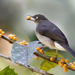 Cream-vented Bulbul / Pycnonotus simplex
