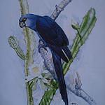 Spix's Macaw / Cyanopsitta spixii
