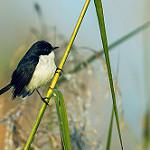 Jerdon's Bush Chat / Saxicola jerdoni