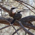 Hall's Babbler / Pomatostomus halli