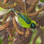 Blue-whiskered Tanager / Tangara johannae