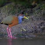 Рыжешейный саракура / Aramides albiventris