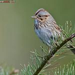 Lincoln's Sparrow / Melospiza lincolnii