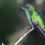 Violet-capped Hummingbird / Goldmania violiceps