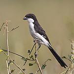 Long-tailed Fiscal / Lanius cabanisi