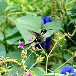 Slender-tailed Woodstar / Microstilbon burmeisteri
