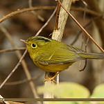 Whistler's Warbler / Phylloscopus whistleri