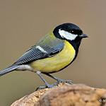 Большая синица / Parus major