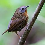 Rufous-throated Wren-Babbler / Spelaeornis caudatus