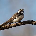 White-browed Fantail / Rhipidura aureola