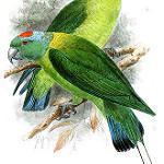Синекрылый ракетохвост / Prioniturus verticalis