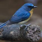 Javan Blue Flycatcher / Cyornis banyumas