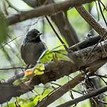 Blackish-headed Spinetail / Synallaxis tithys