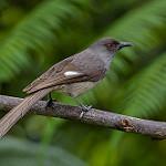 Long-tailed Sibia / Heterophasia picaoides