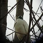 Bare-throated Bellbird / Procnias nudicollis