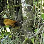 Sulawesi Fantail / Rhipidura teysmanni